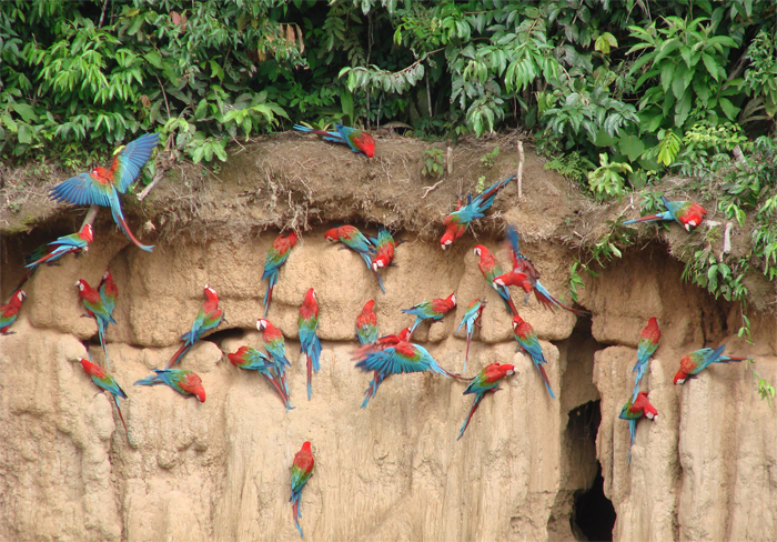 wildlife with golden triangle tour